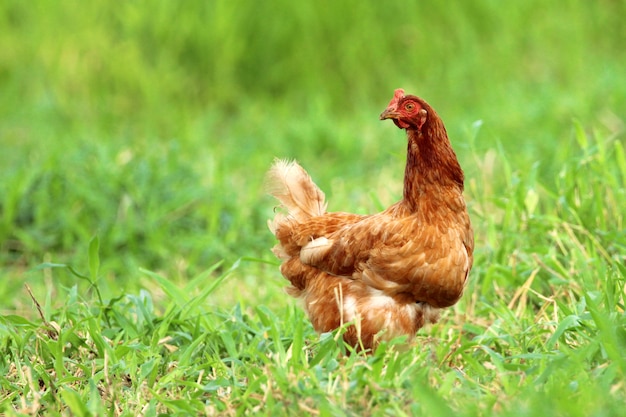 Imagem da galinha vermelha no campo de grama verde.