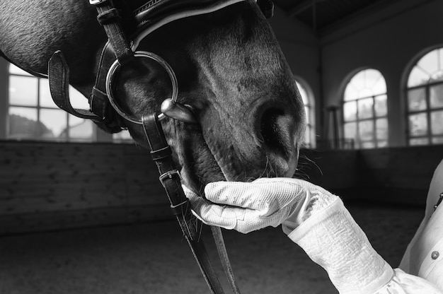 Imagem da mão de um piloto em uma luva. o jóquei alimenta o cavalo. feche o retrato. mídia mista