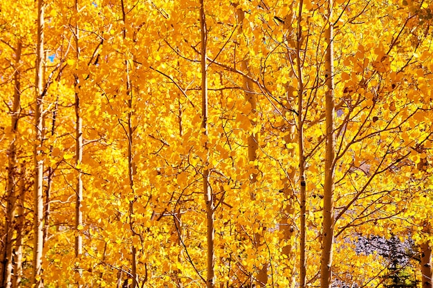 Imagem da parede de álamos amarelos dourados no outono