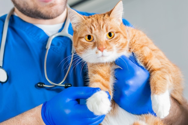 Imagem da pata de um gato. Conceito de medicina veterinária. Gato ruivo gordo