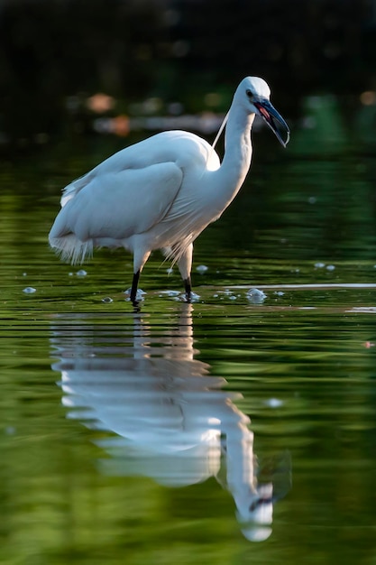 Imagem da pequena garça Egretta garzetta procurando comida no pântano no fundo da natureza Bird Animals