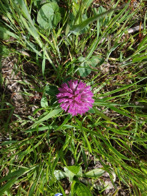 Imagem da primavera