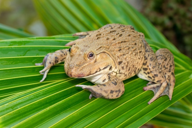 Imagem da rã comestível chinesa, rã-gigante asiática, rã de taiwan (hoplobatrachus rugulosus) nas folhas verdes. anfíbio. animal.