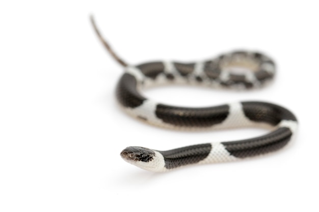 Imagem da serpente pequena (lycodon laoensis), réptil ,. animais