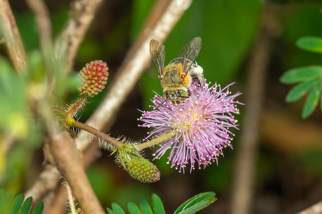 Imagem de abelha azul em flores roxas Inseto Animal