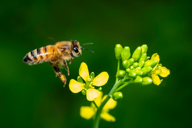 Imagem de abelha ou abelha na flor coleta néctar. Abelha dourada no pólen da flor com espaço para texto borrão.