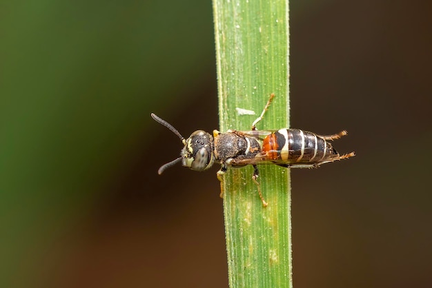 Imagem de abelhinha ou abelha anãApis florea na folha verde sobre um fundo natural Inseto Animal