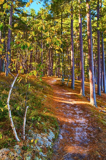 Imagem de agulhas de pinheiro em trilha de floresta arenosa com bétula branca e pinheiros