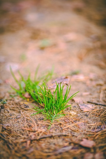 Imagem de agulhas de pinheiro verdes em solo brilhante