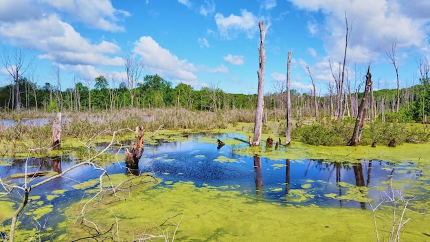 Imagem de algas na superfície do pântano com detalhes de troncos de árvores mortas