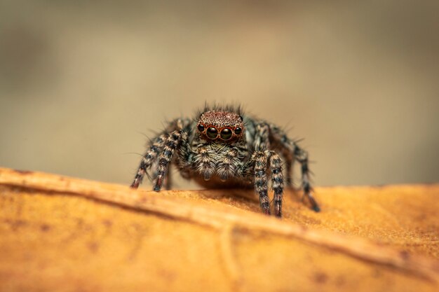 Imagem de aranhas saltadoras (Salticidae)., Inseto. Animal.