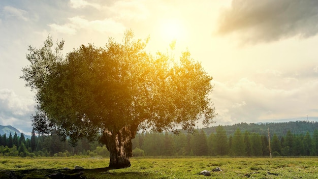 Imagem de árvore e paisagem