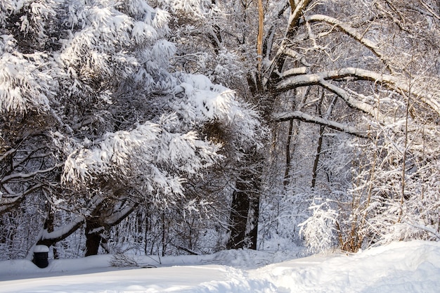 Imagem de árvores de inverno com neve e céu azul durante o dia