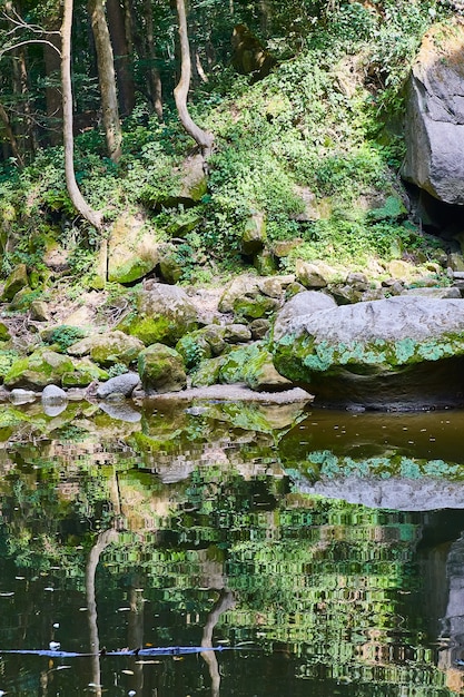 Imagem de árvores em forma de J pairando sobre uma colina e pedras que levam a um rio no verão