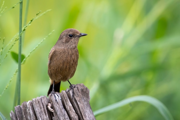 Imagem de Asian Brown Flycatcher (Muscicapa dauurica) no coto no fundo da natureza. Pássaro. Animais.