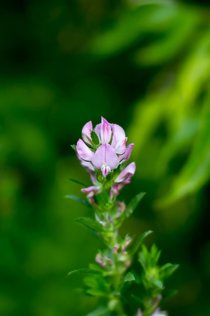 Imagem de belas flores silvestres crescendo na grama