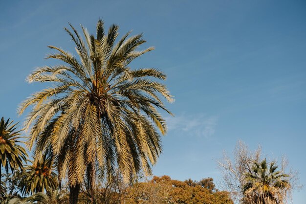 Imagem de belas palmeiras em um parque em Barcelona durante um dia quente e ensolarado