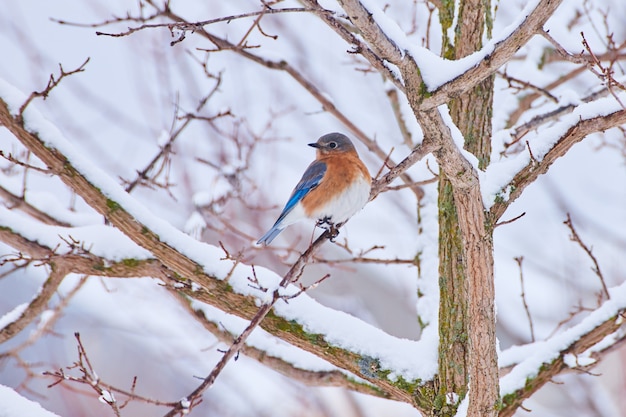 Imagem de Bluebird descansando em um galho de árvore coberto de neve