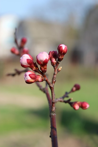 Imagem de botões inchados de flores de damasco na primavera