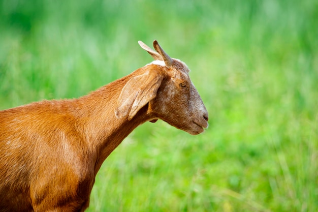 Imagem de cabra marrom no prado verde Farm Animal