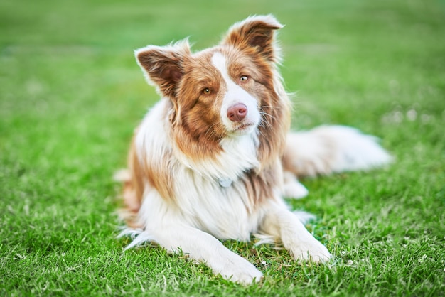 Imagem de cachorro border collie branco castanho chocolate