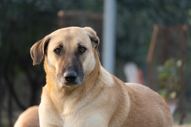 Imagem de cachorro lindo no parque observando a câmera