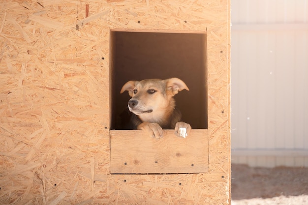 Imagem de cachorro ruivo sentado em uma cabine de madeira no quintal no verão