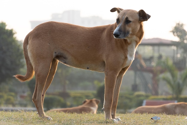 Imagem de cachorro sozinho no parque