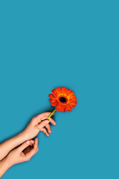 Foto imagem de cartão de celebração com mãos de mulher e uma gerbera