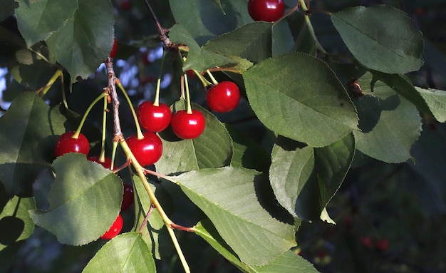 Imagem de cerejas vermelhas em um fundo de folhagem verde