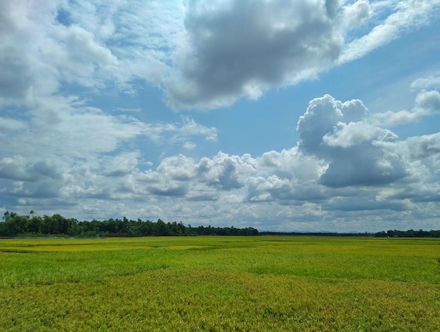 Imagem de céu e arrozais