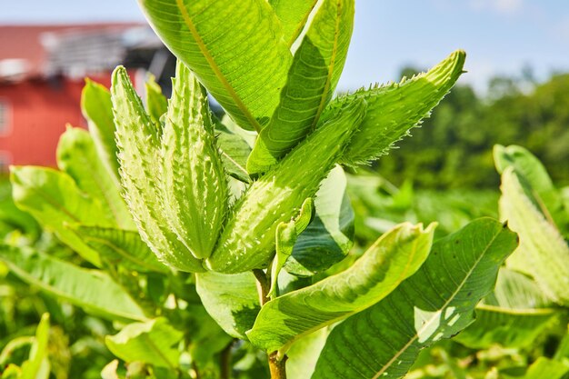 Imagem de close-up da parte inferior de uma planta de erva-leiteira sem flor em terras agrícolas