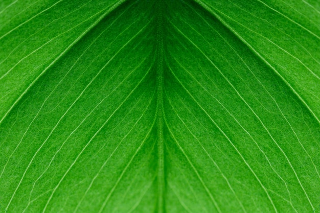 Imagem de close-up de folha Monstera, bela planta de interior verde.