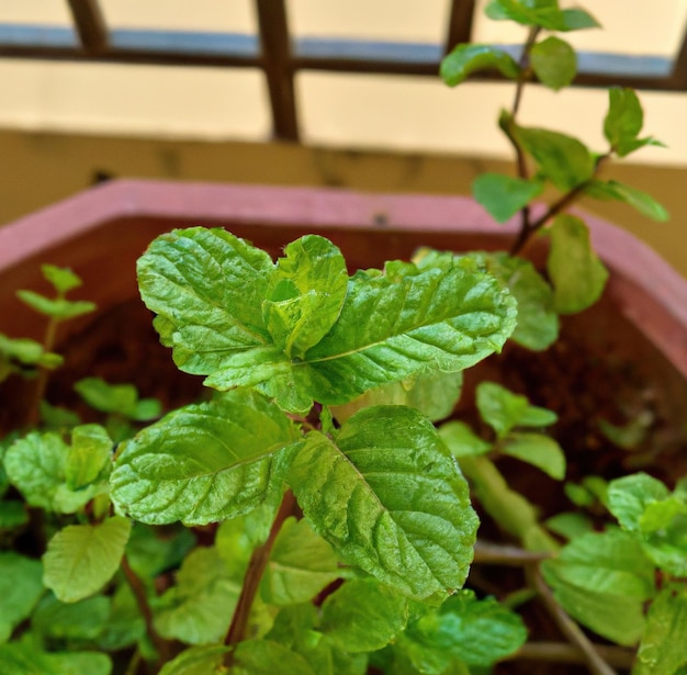 Imagem de close-up de folhas verdes frescas planta de hortelã crescendo em vaso de planta