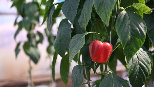 Imagem de close up de pimentão vermelho em campo agrícola