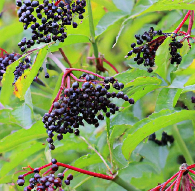 Foto imagem de close-up de sabugueiro preto fresco e folhas crescendo na árvore