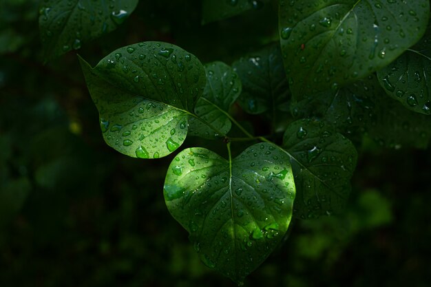 Imagem de close-up de uma folha verde úmida de uma árvore lilás após uma chuva fresca de manhã de verão