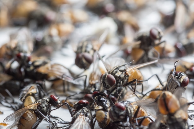 Imagem de close-up de uma mosca morta presa em uma armadilha de cola.