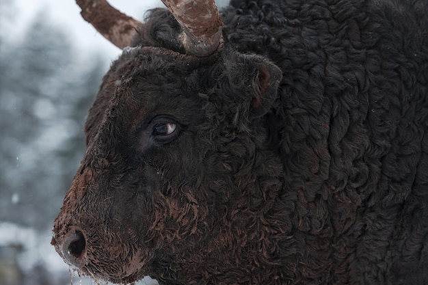 Imagem de close-up do Big Black Bull na neve treinando para lutar na arena. O conceito de touradas. Foco seletivo. Foto de alta qualidade