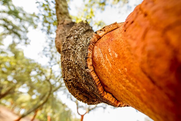 Imagem de close-up no caule com casca cortada de carvalho em Portugal