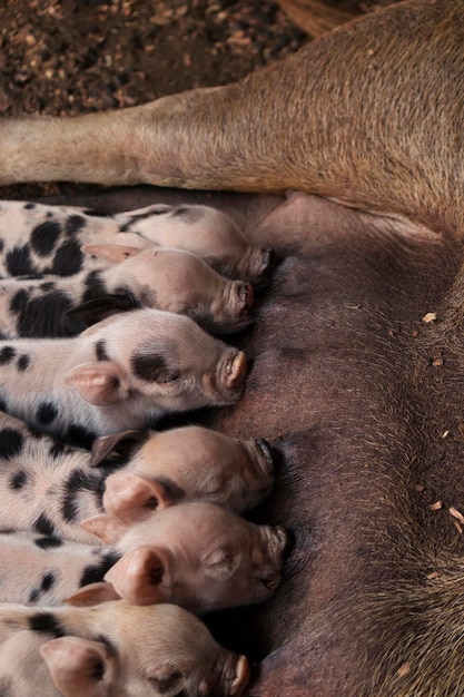 Imagem de conceito animal da fazenda filhote de leitão filhote