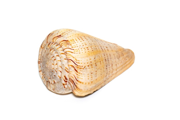 Imagem de conchas de cone em um fundo branco Conchas do mar Animais submarinos