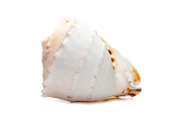 Imagem de conchas do mar de capacete com chifres. (cassis Cornuta) é uma espécie de caracol marinho extremamente grande.
