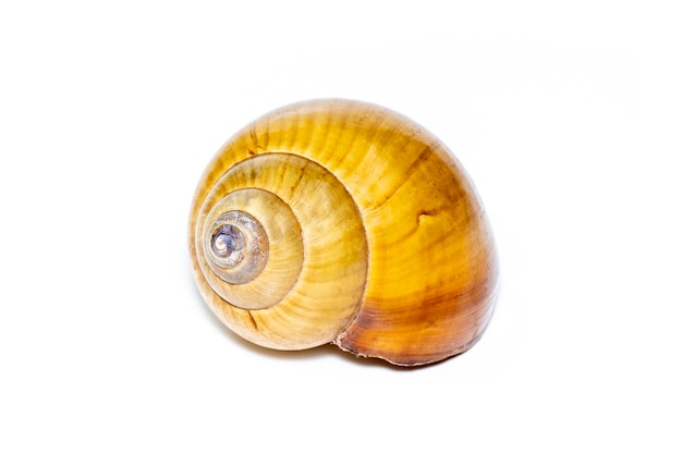 Imagem de conchas marrons em espiral sobre fundo branco Animais submarinos Conchas marinhas