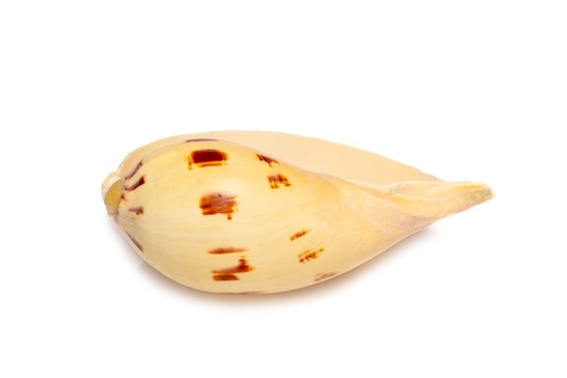 Imagem de conchas melo melo em um fundo branco Animais submarinos Conchas do mar