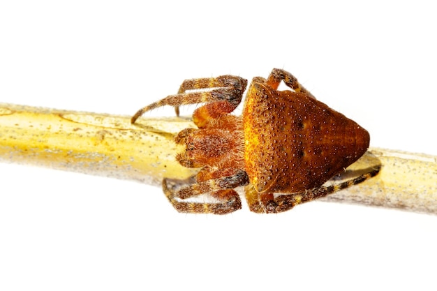 Imagem de Cyrtophora exanthematica Doleschall 1859 Aranha de tenda de cauda duplaCyrtophorinae Araneomorphae no galho em um fundo branco Inseto Animal