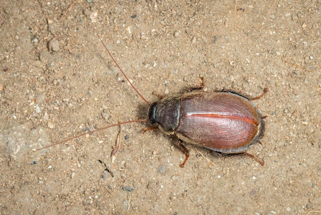 Foto imagem de diploptera punctata ou o animal do inseto barata do besouro do pacífico