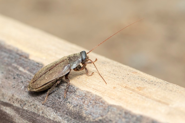 Imagem de Diploptera punctata ou o animal do inseto barata do besouro do Pacífico