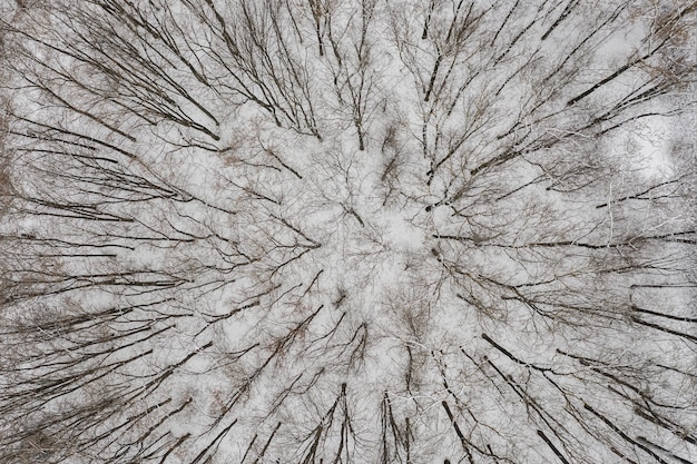 Imagem de drone aéreo de vista superior de uma floresta durante o inverno