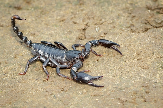 Imagem de Escorpião Imperador (Pandinus imperator) no chão. Inseto. Animal.